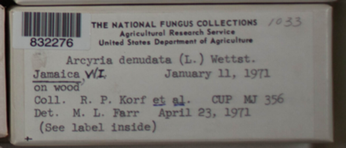 Arcyria denudata image
